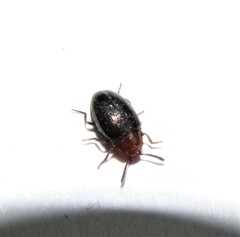 Scaphidema metallicum