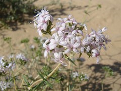 Acanthophyllum borsczowii