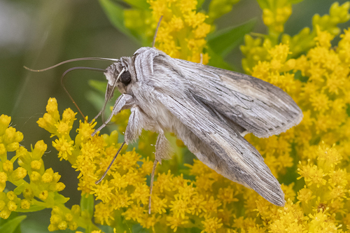 Representative image of Noctuidae