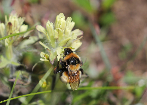 High Arctic Bumble Bee