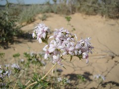 Acanthophyllum borsczowii