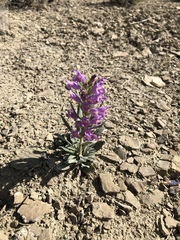 Penstemon eriantherus