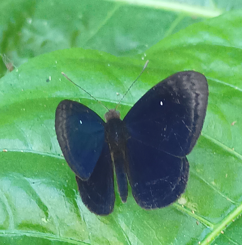 Mesosemia melpia