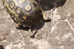 Kinixys belliana