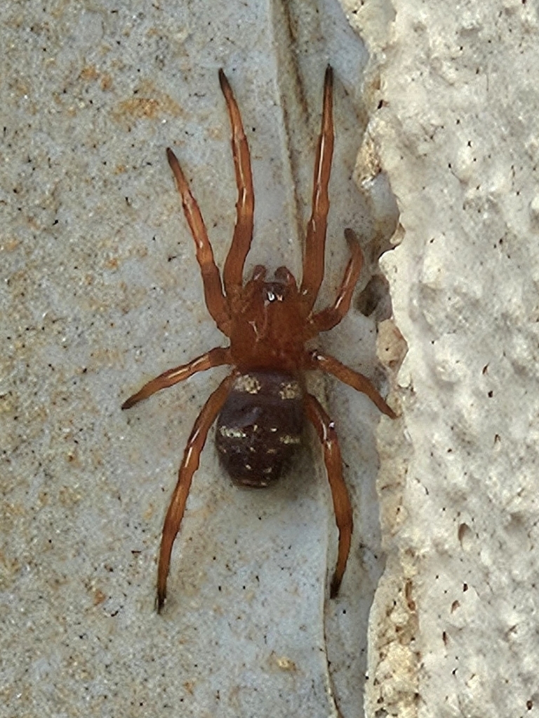 Steatoda transversa