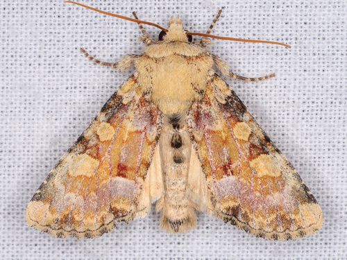 iNaturalist observation photo of Oligia rampartensis