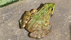 Pelophylax perezi