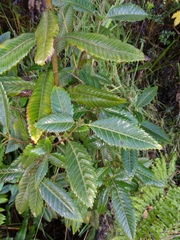 Caldcluvia paniculata