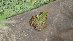 Pelophylax perezi