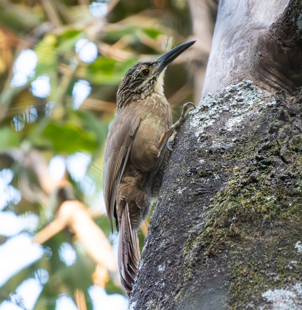 White-throated Woodcreeper