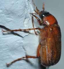 Phyllophaga quercus
