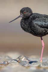 Black Stilt photo 4