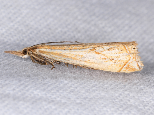iNaturalist observation photo of Crambus gausapalis