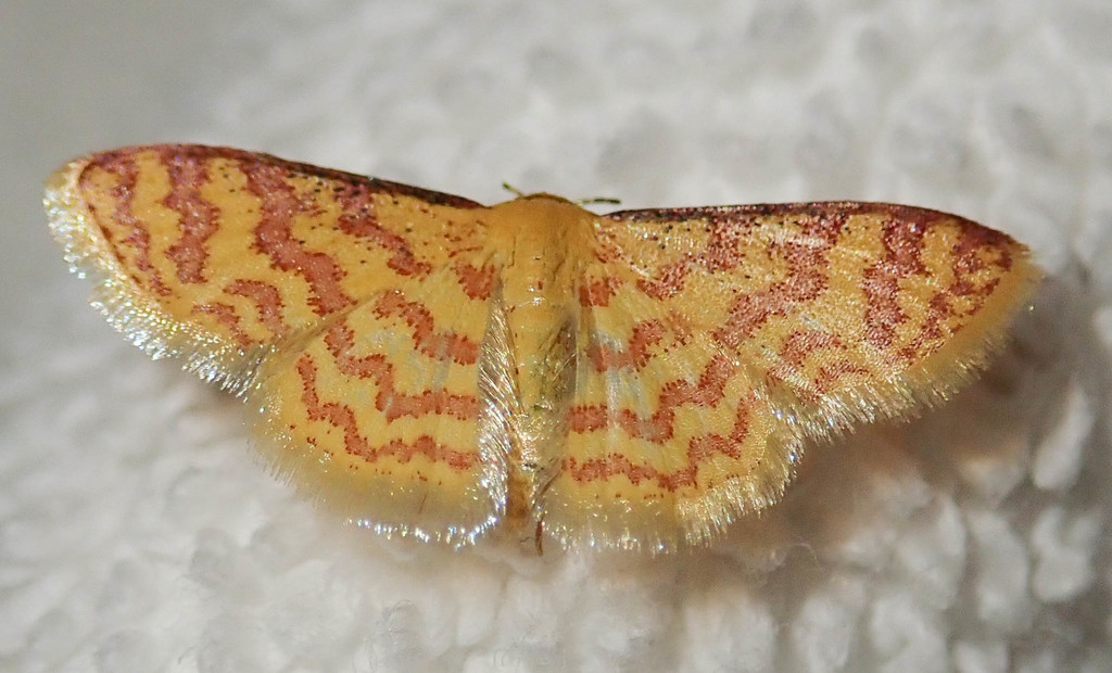 Tricentrogyna flexivitta