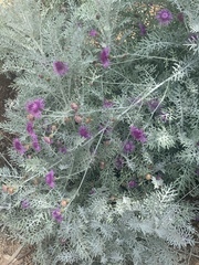 Centaurea gymnocarpa
