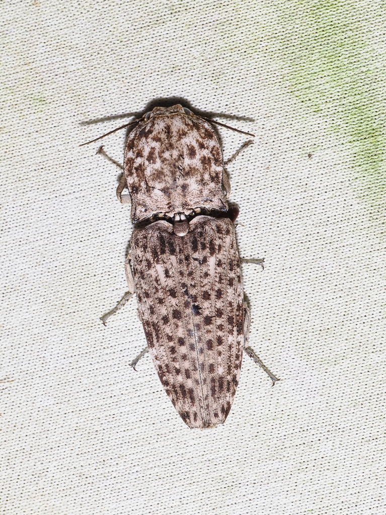 Cryptalaus nubilus