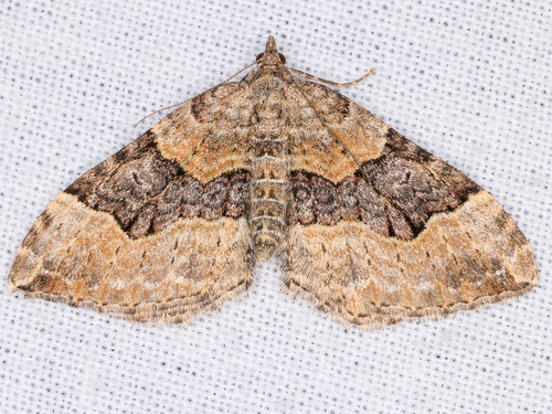 iNaturalist observation photo of Red Carpet