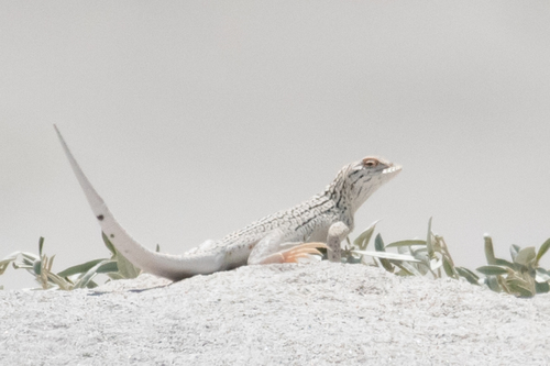 Coachella Valley Fringe-toed Lizard, Uma inornata