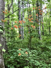 Rhododendron calendulaceum