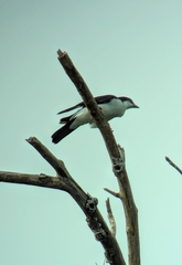 Pied Cuckooshrike photo 4