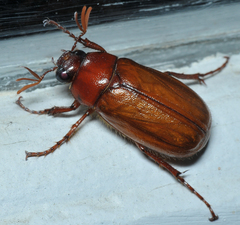 Phyllophaga quercus