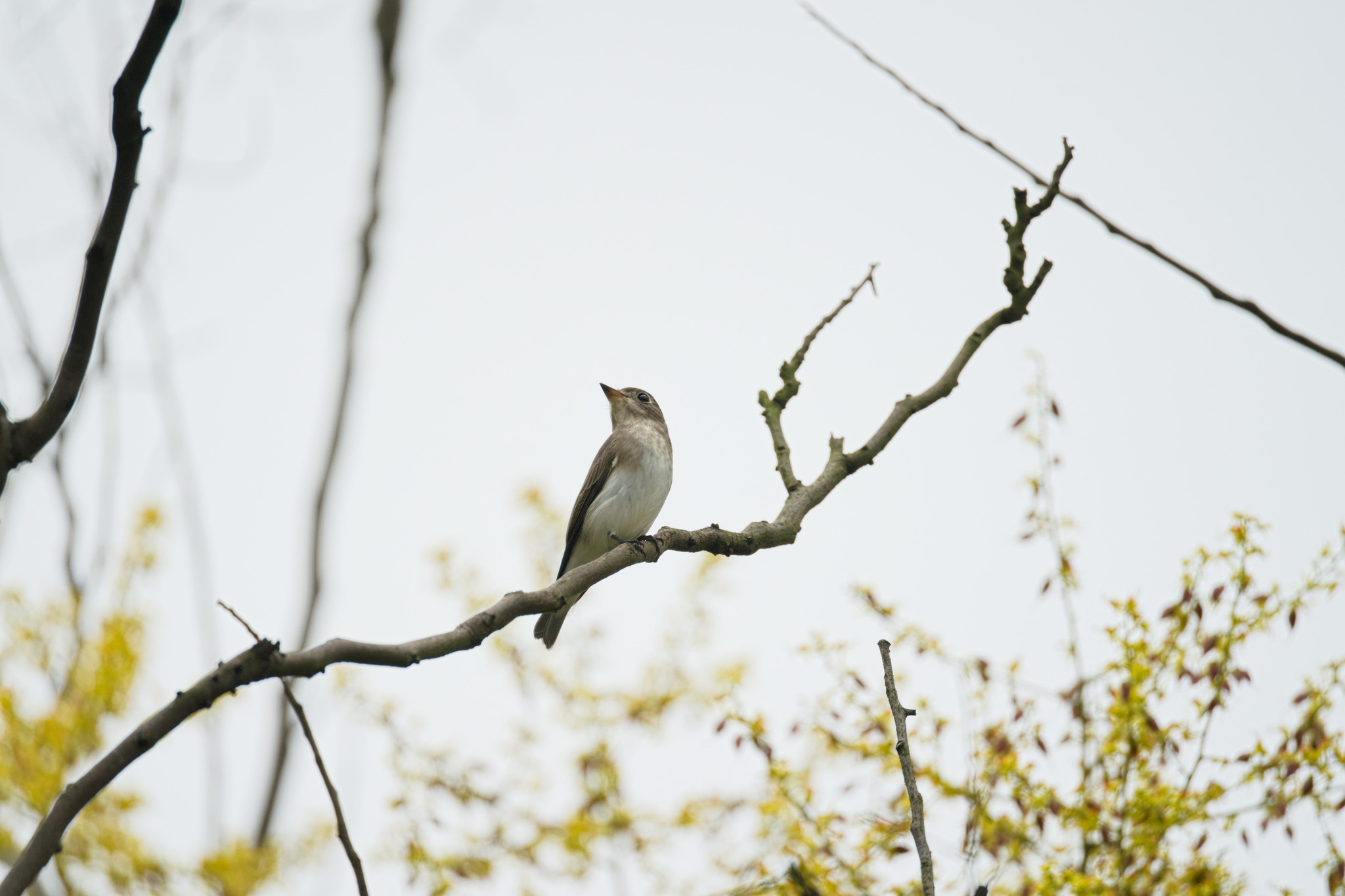 Asian Brown Flycatcher