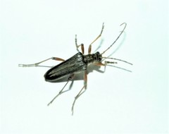 Stenocorus meridianus