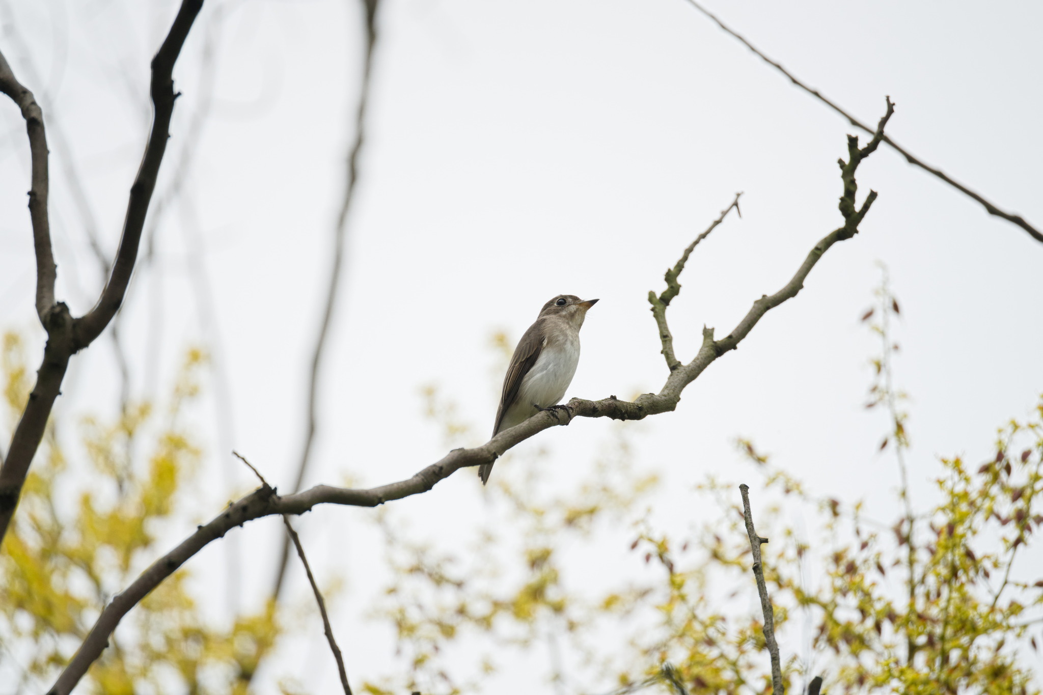 Asian Brown Flycatcher