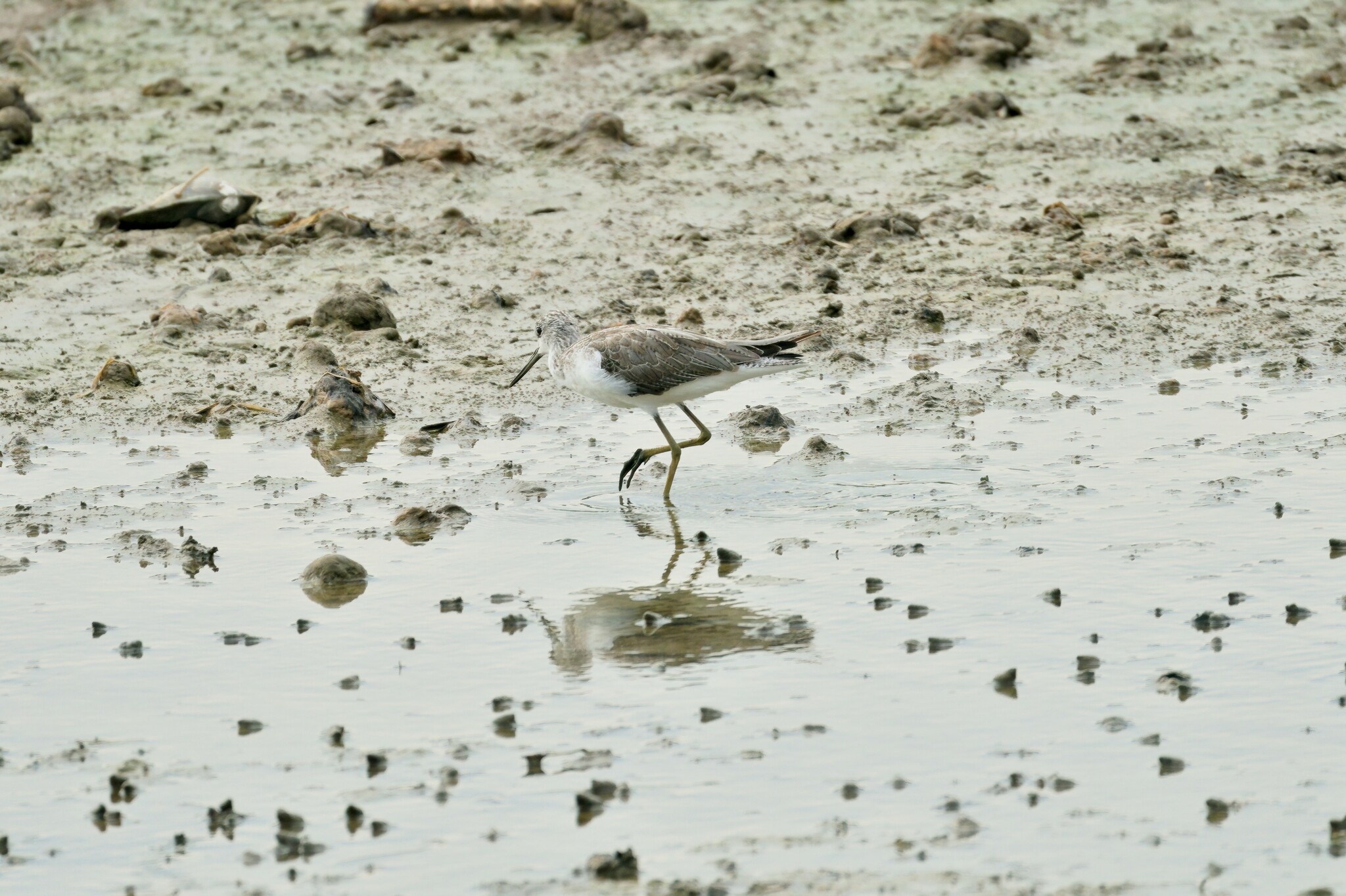 Common Greenshank