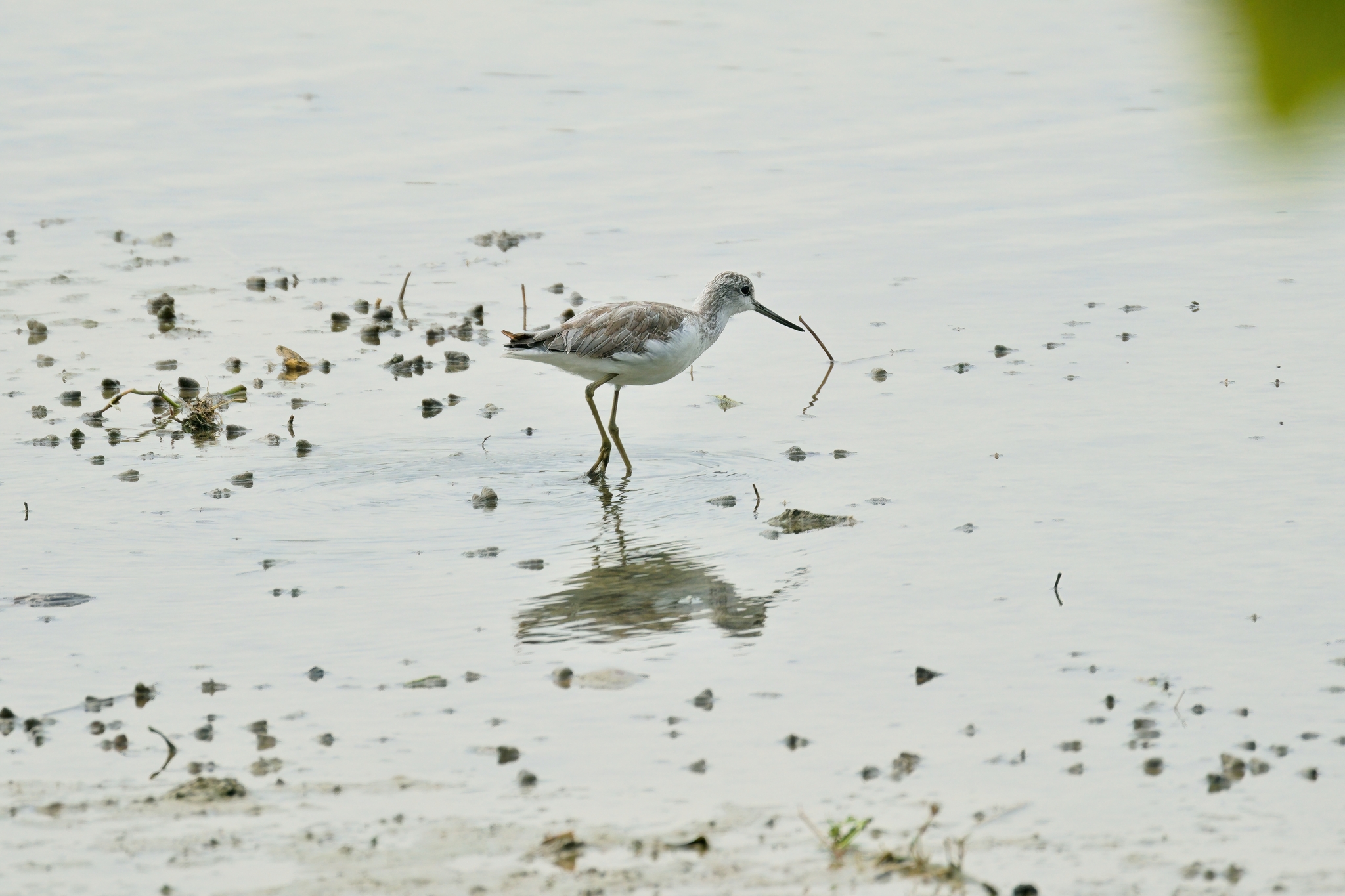 Common Greenshank