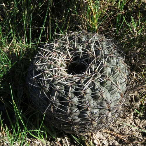 Gymnocalycium schroederianum