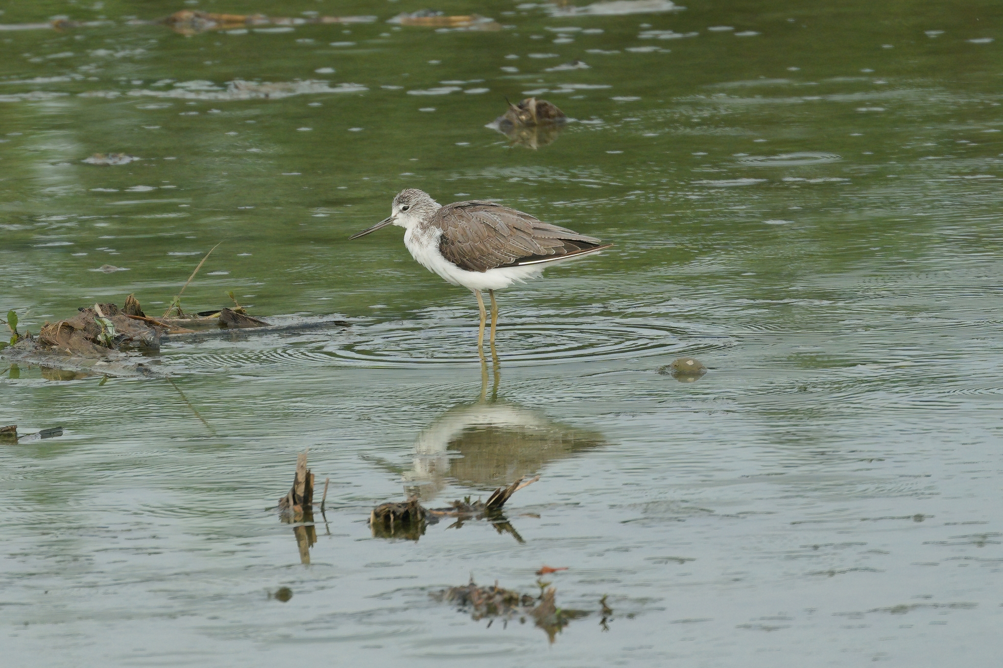 Common Greenshank