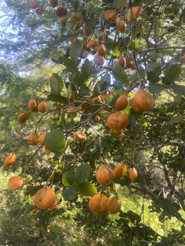 Guaiacum officinale iNat (2)