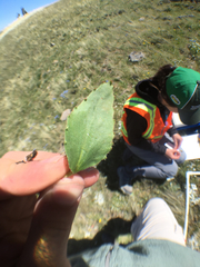 Bistorta bistortoides