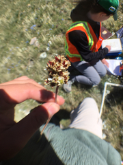 Bistorta bistortoides