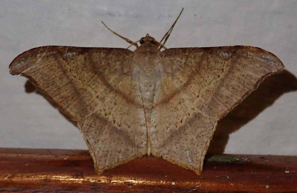Macaria trigonata