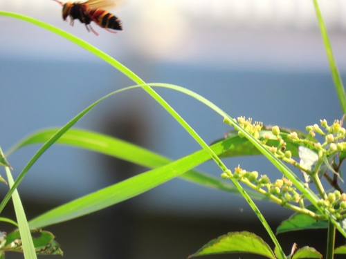 Black-tailed Hornet