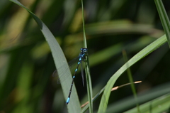 Coenagrion pulchellum