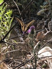 Papilio pilumnus