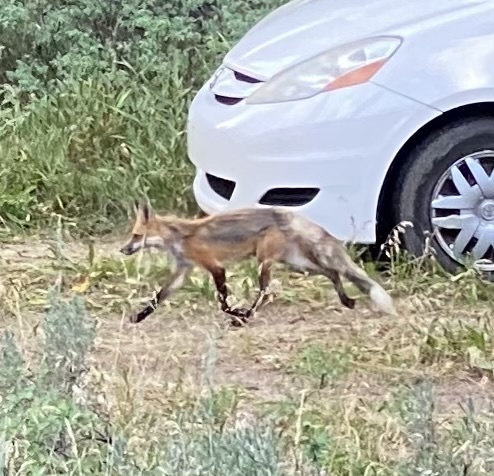Red Fox photographed in Idaho