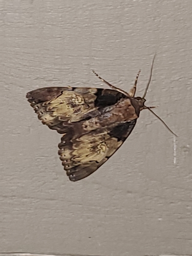 Clouded Underwing photo 4
