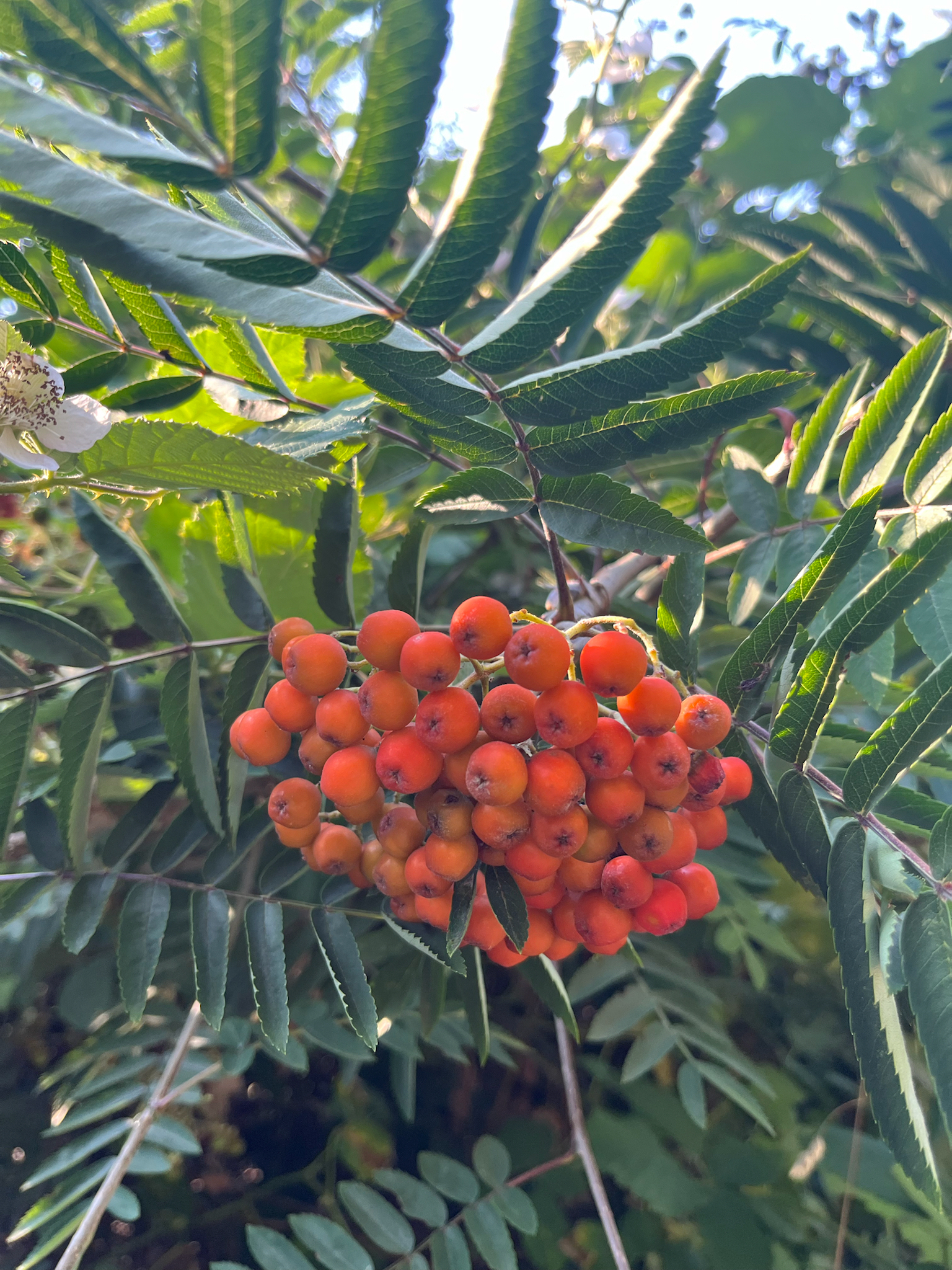 Sorbus aucuparia — photo 3