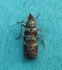 Dioryctria pygmaeella