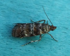 Dioryctria pygmaeella
