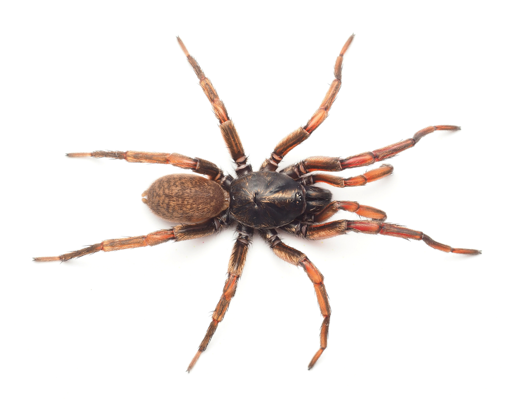 Namea nigritarsus