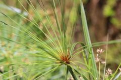 Cyperus papyrus