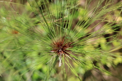 Cyperus papyrus