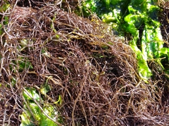 Gracilaria chilensis