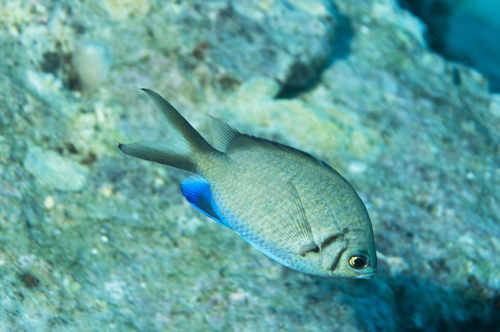 Yellowspotted chromis (Chromis alpha) — Pomacentridae — 5