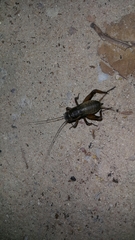 Gryllus bimaculatus